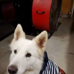 Meet your Posher, Polly